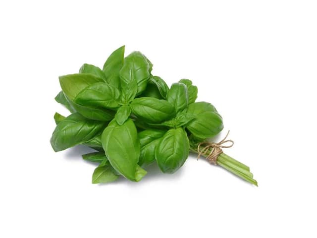 Basilic